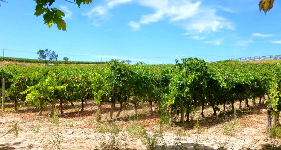 Ollauri - viñedos en agosto 03