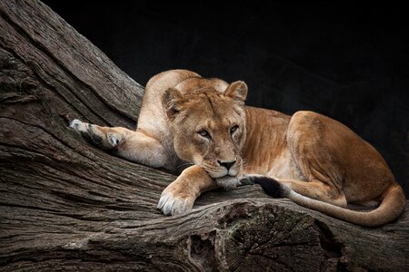 Female wild animal zoo