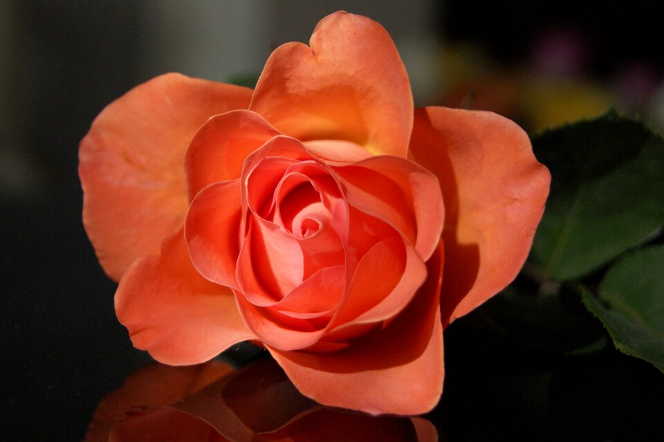 Nature plant floral