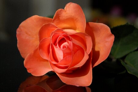 Nature plant floral