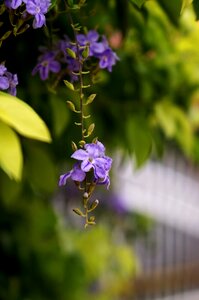 Flower violet green