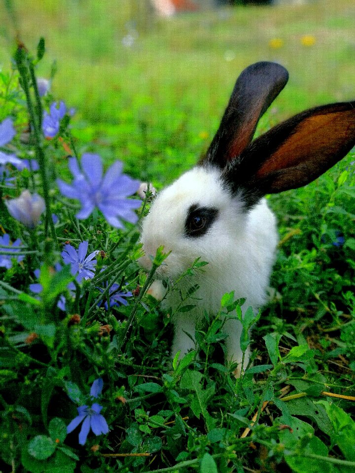 Amateur photo green rabbit