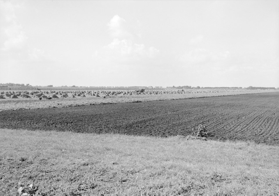 Ontginning, vee in de weide, algemene beelden, turfsteekreportage, polders, nes, Bestanddeelnr 160-0025