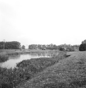Ontginning, vee in de weide, algemene beelden, turfsteekreportage, grasland, wat, Bestanddeelnr 160-0161