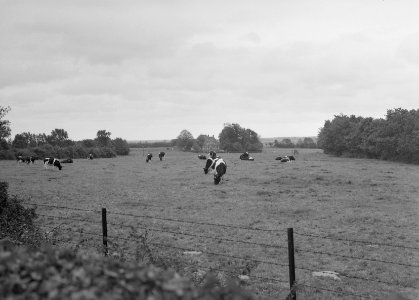 Ontginning, vee in de weide, algemene beelden, turfsteekreportage, koeien, kerkb, Bestanddeelnr 160-0073