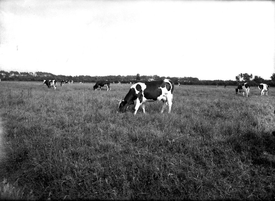 Ontginning, vee in de weide, algemene beelden, turfsteekreportage, koeien, Bestanddeelnr 160-0004