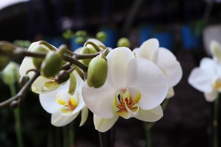 Garden blooming orchid