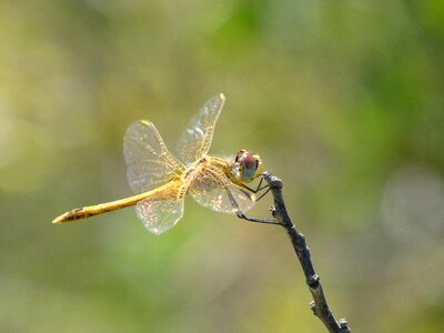Yellow dragonfly sympetrum sinaiticum branch