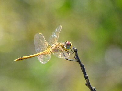 Yellow dragonfly sympetrum sinaiticum branch photo