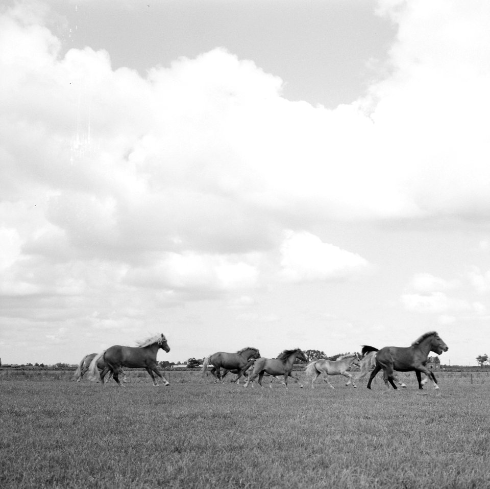 Ontginning, weide, turfsteekreportages, paarden, haflingers, veenhuizerweg, de h, Bestanddeelnr 165-0974