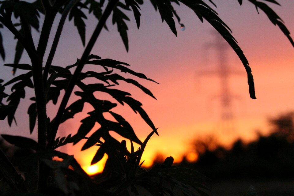 Focus peace summer