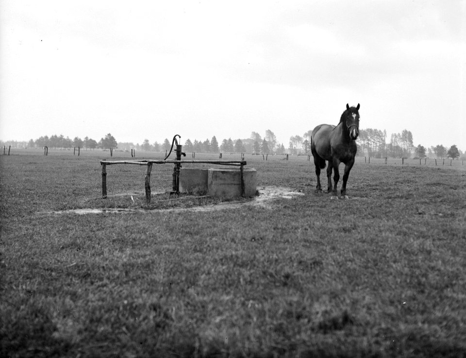 Ontginningsweide, paarden, de peel, Bestanddeelnr 192-0086