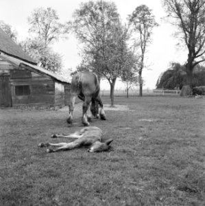 Ontginning, vee in de weide, algemene beelden, turfsteekreportage, paarden, Bestanddeelnr 160-0087