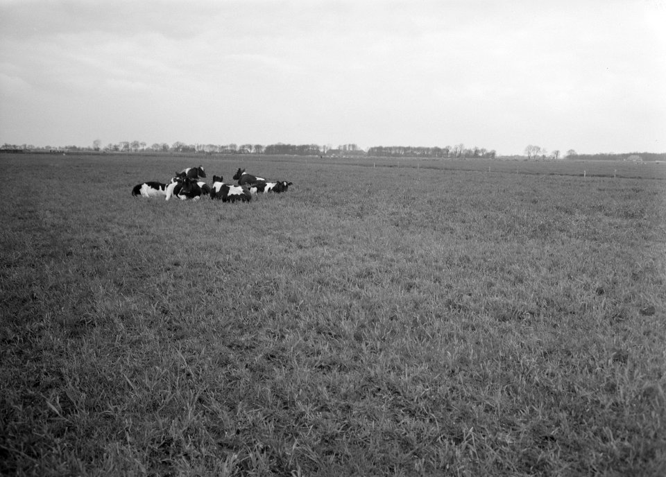 Ontginning, vee in de weide, algemene beelden, turfsteekreportage, grasland, koe, Bestanddeelnr 160-0068