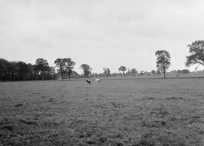 Ontginning, vee in de weide, algemene beelden, turfsteekreportage, landgoederen,, Bestanddeelnr 160-0075