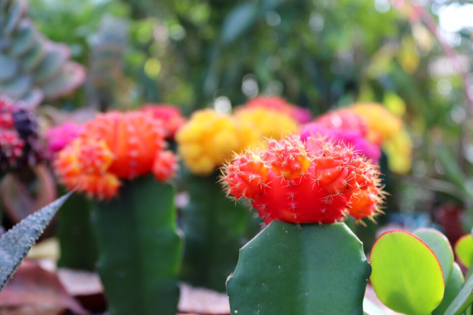 Flora garden cactus