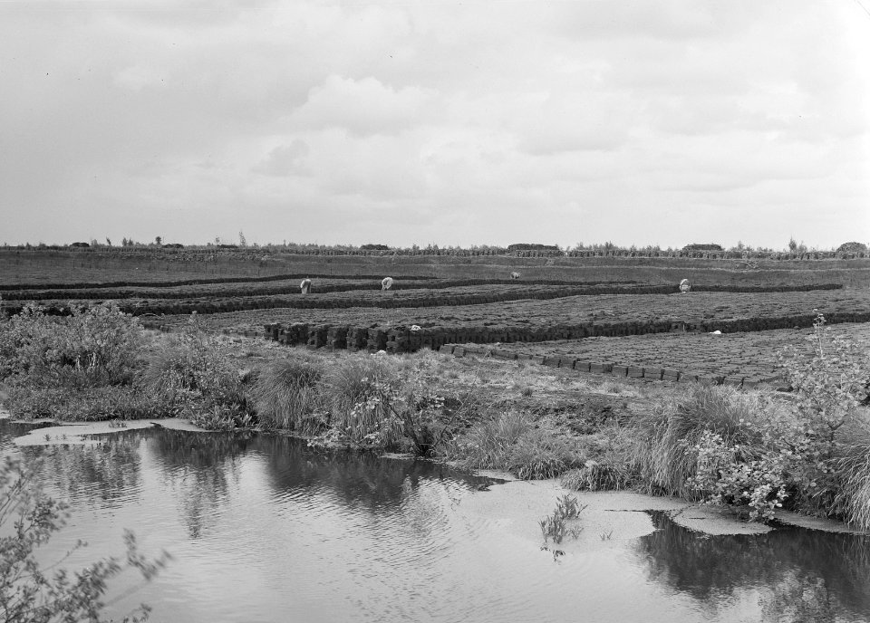 Ontginning, vee in de weide, algemene beelden, turfsteekreportage, turven, Bestanddeelnr 160-0071