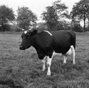 Ontginning, vee, turfsteekreportages, koeien, Bestanddeelnr 165-0830