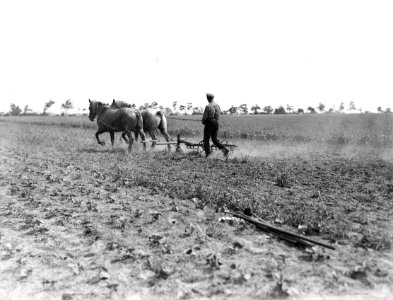 Ontginning, grondbewerking, egaliseren, bezanden, werktuigen, arbeiders, paarden, Bestanddeelnr 253-6836
