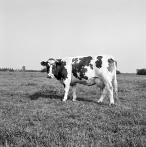 Ontginning, vee in de weide, algemene beelden, turfsteekreportage, koeien, Papen, Bestanddeelnr 160-0146