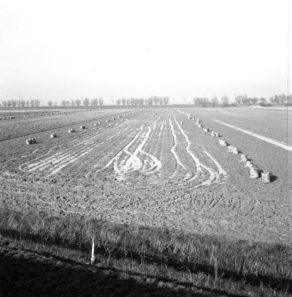 Ontginning, vee in de weide, algemene beelden, turfsteekreportage, ondergelopen,, Bestanddeelnr 160-0101
