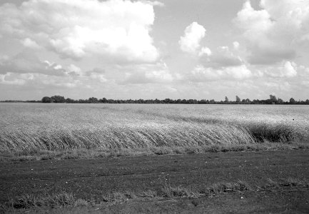 Ontginning, zaaien en oogsten gewassen, Usselerveen, Buurserveen, Bestanddeelnr 160-0176