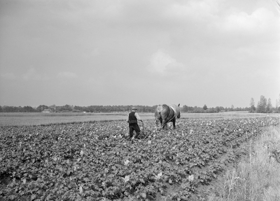 Ontginning, zaaien en oogsten gewassen, arbeiders, paarden, schalten esch, Gelse, Bestanddeelnr 160-0199