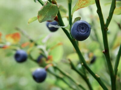 Snacks plant berry