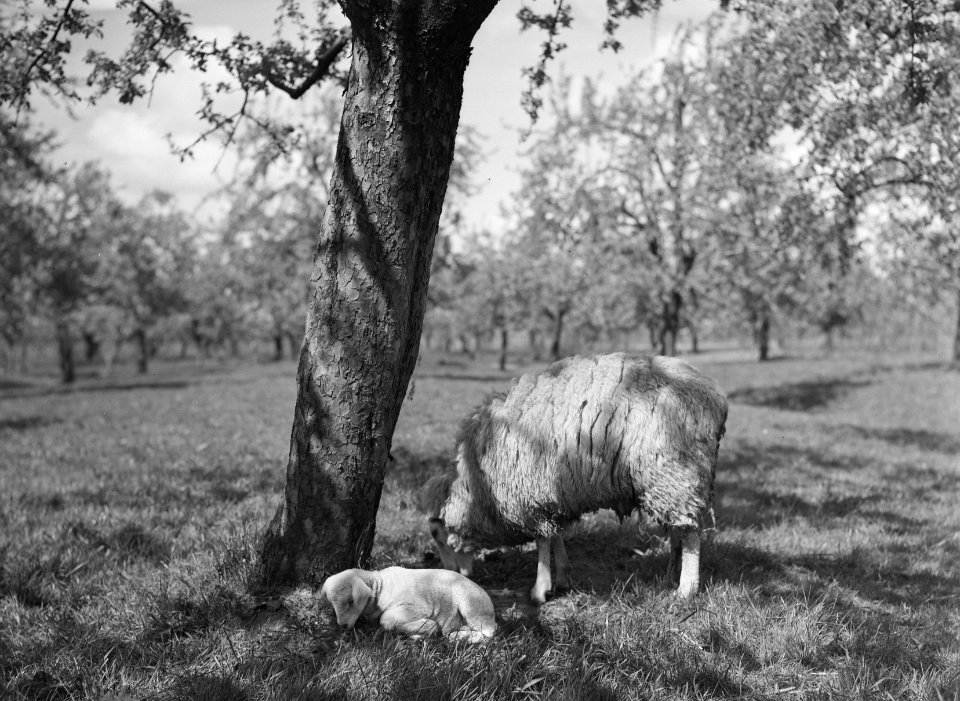 Ontginning, vee in de weide, algemene beelden, turfsteekreportage, schapen, lamm, Bestanddeelnr 160-0064