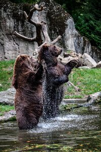 Water wild animal zoo
