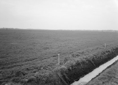 Ontginning, vee in de weide, algemene beelden, turfsteekreportage, grasland, Bestanddeelnr 160-0065