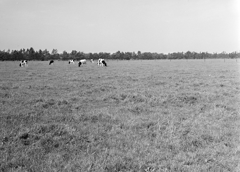 Ontginning, vee in de weide, algemene beelden, turfsteekreportage, koeien, tjoel, Bestanddeelnr 160-0089