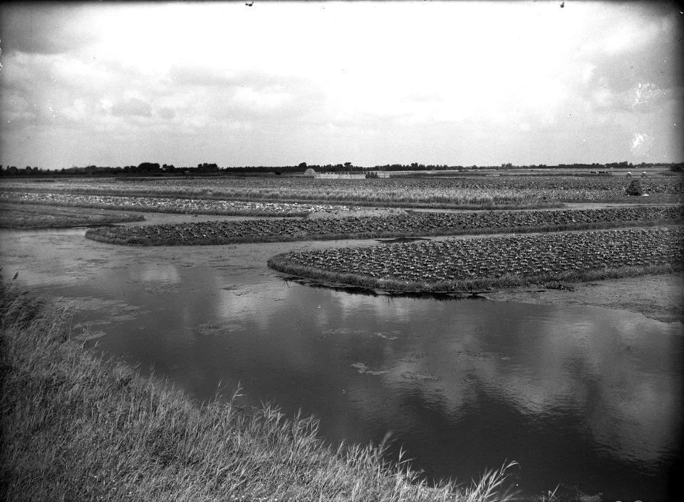 Ontginning, vee in de weide, algemene beelden, turfsteekreportage, polders, Waar, Bestanddeelnr 160-0059