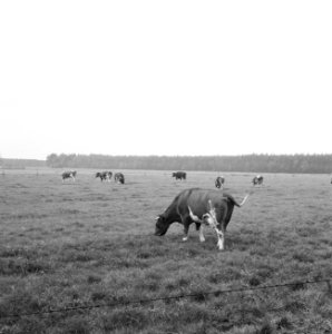 Ontginning, vee in de weide, algemene beelden, turfsteekreportage, koeien, landg, Bestanddeelnr 160-0130