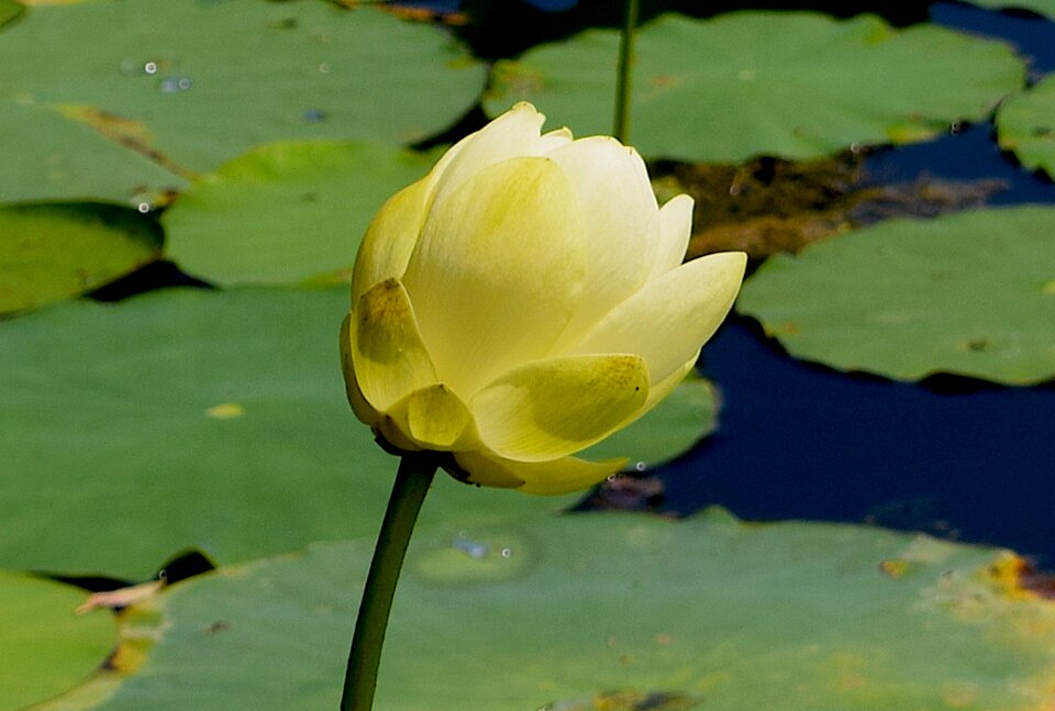 Water lily nature floral