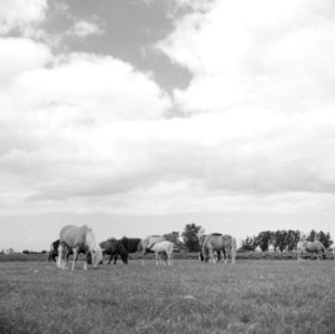 Ontginning, weide, turfsteekreportages, paarden, haflingers, veenhuizerweg, de h, Bestanddeelnr 165-0977