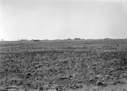 Ontginning, vee in de weide, algemene beelden, turfsteekreportage, veen, provinc, Bestanddeelnr 160-0034