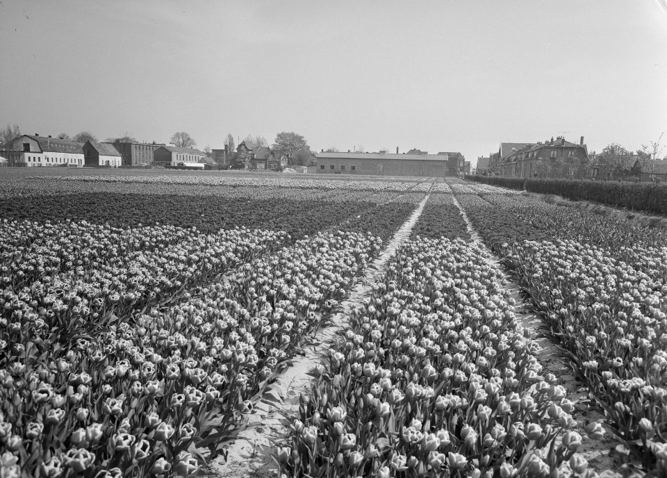Ontginning, zaaien en oogsten gewassen, bollen, Bestanddeelnr 160-0210