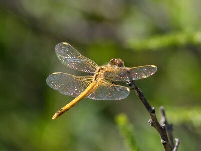 Yellow dragonfly branch beauty photo