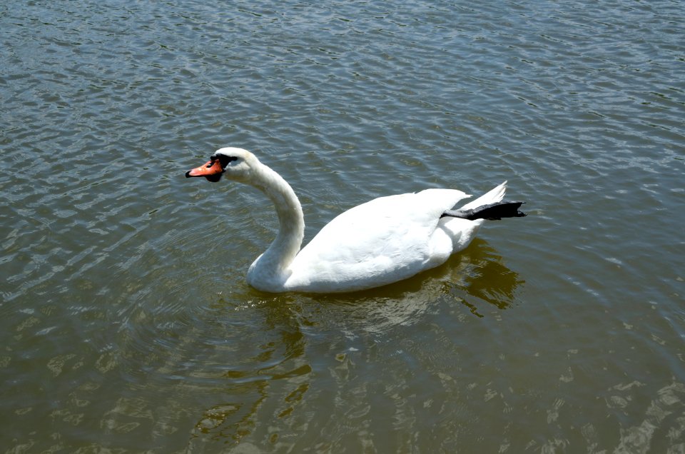 Mute swan drinking (3)
