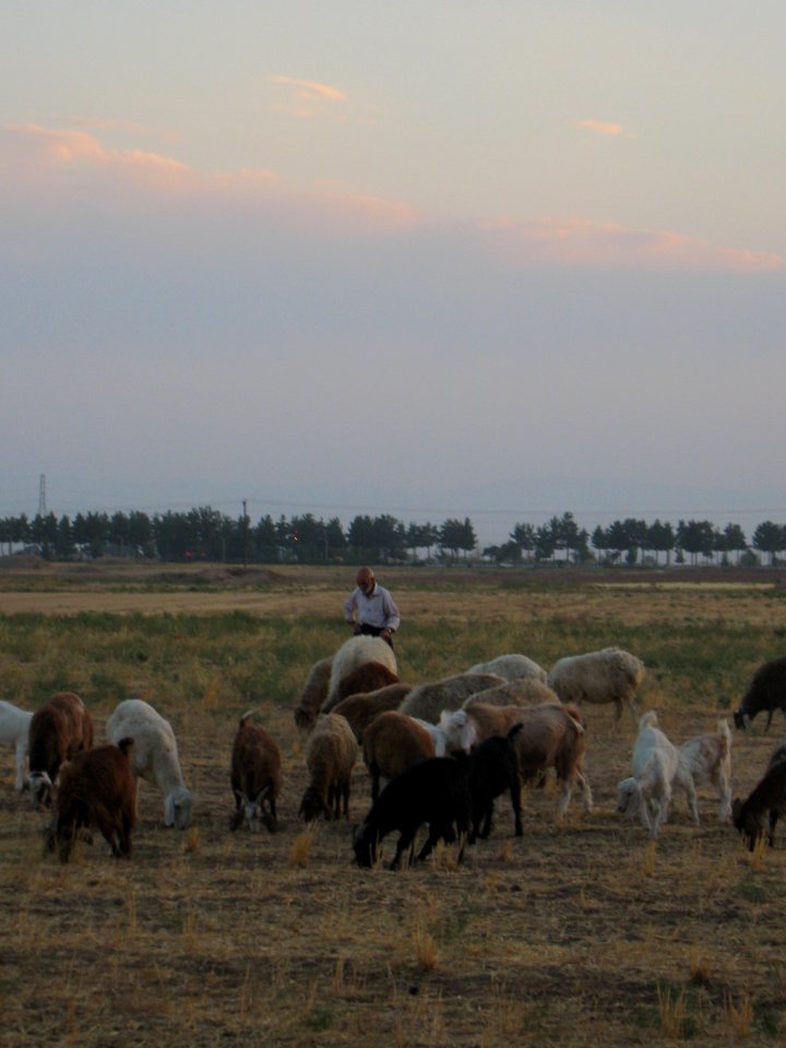Oldman Ranceher in the outskirt of Nishapur - near Maghrebi mausoleum - upon Old Nishapur soil 25
