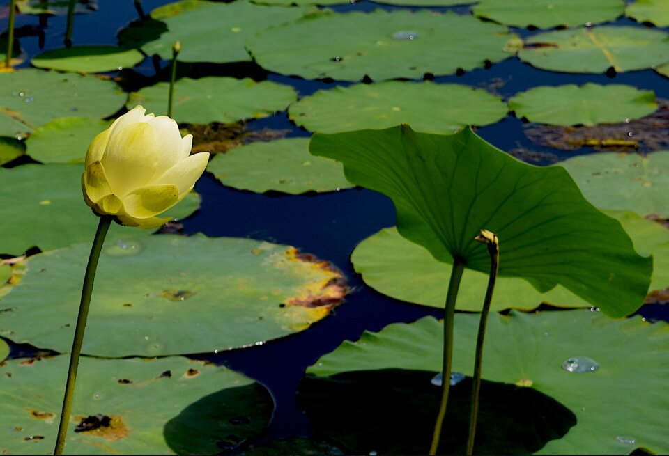 Water lily nature floral