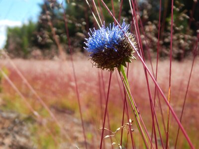 Meadow summer flowers bloom