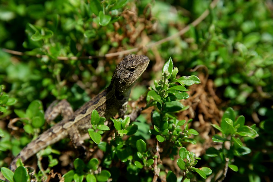 Murramarang National Park 10