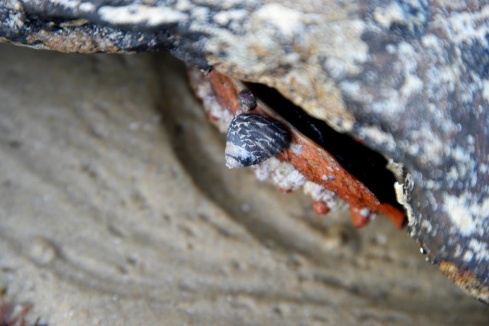 Mystery Bay, Eurobodalla National Park, New South Wales, Australia 34