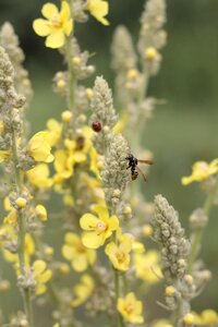 Insect nature flower