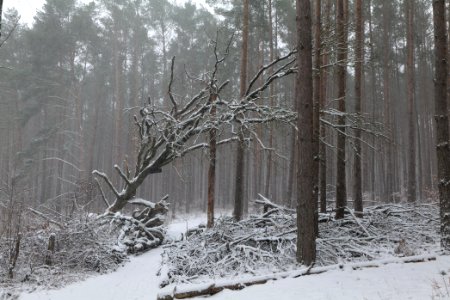 Natural monument fallen oak Caputher See in Lienewitz-Caputher Seen- und Feuchtgebietskette with snow 2021-02-07 04