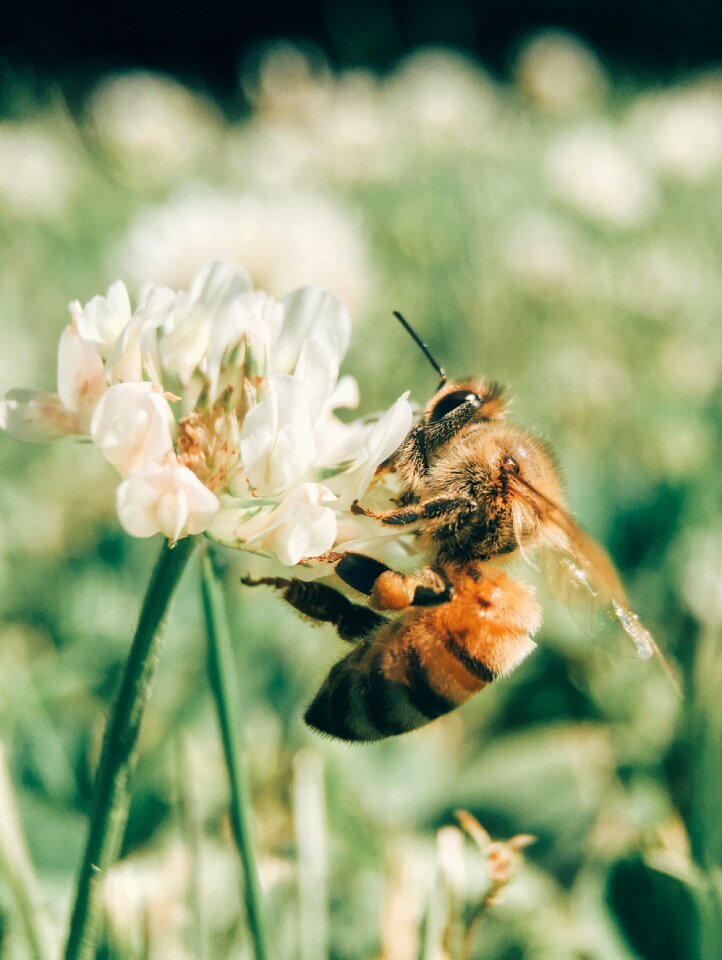 Animal blur flower