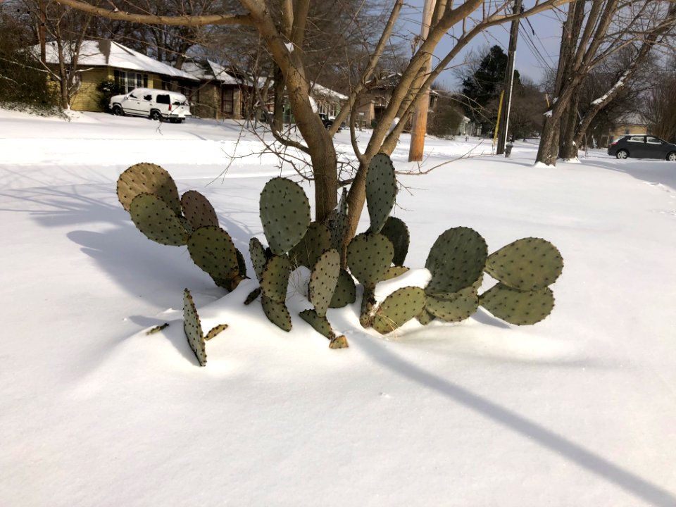 Muskogee snowstorm 2021-02-15 222 N 10th St cactus W