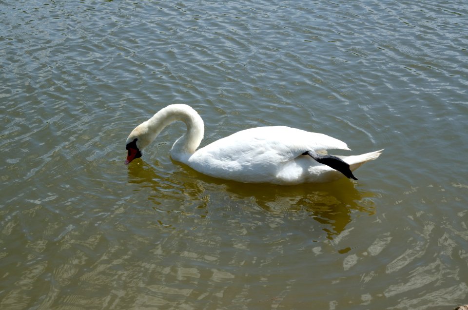 Mute swan drinking (1)